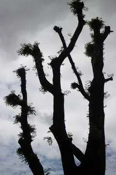 Abnormal form shilouette tree with cloudy sky Stock-Fotos