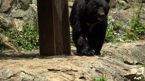 Abnormal repetitive behavior of Asian black bear, Ursus thibetanus. 4K Vidéo 114718950