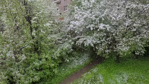 Abnormal snow in the city in spring Video stock 274568598