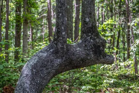 Abnormal tree growth Stock Photos