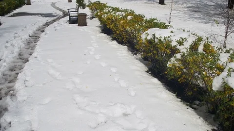 Abnormal Weather in April. Spring Park with Green Bushes and Trees Covered with Stock Footage 75393139