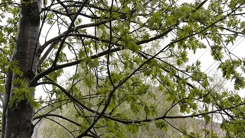 Abnormal weather. Falling snow in a park. Snow goes on a green trees in the Video stock 89871154