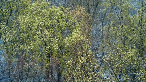 Abnormal weather, snow with wind in April spring forest, view from above Stock Footage 128412802