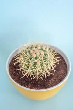 Abobe view of rounded cactus in a yellow planter isolated on a blue backgroun Stock Photos
