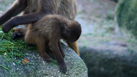Aboons eating grass Stock Footage 224568564