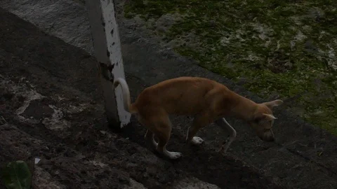 Aborable stray dog in the Philippines Stockbeeldmateriaal 127260819