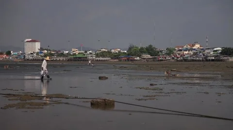 Aboriginal Gathers Shellfish Tide Beach Asia Nature Fisherman Stock Footage 47365186
