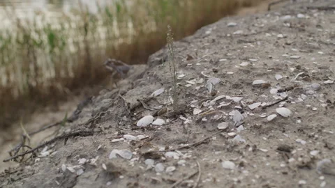 Aboriginal Shell Middens near Murray River Stock Footage 292045461