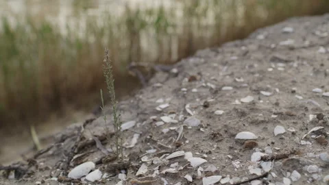 Aboriginal Shell Middens near Murray River Stock Footage 292045552