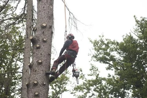 Aborist working at height during tree care Stock Photos