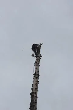 Aborist working at height during tree care Stock Photos