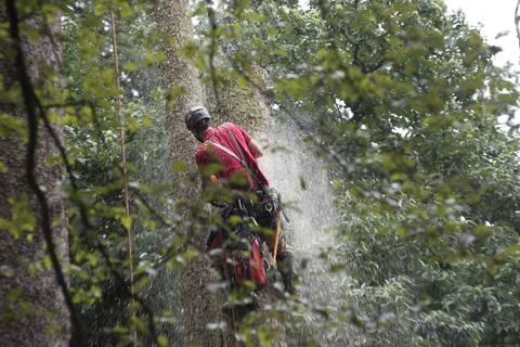 Aborist working at height during tree care Stock Photos