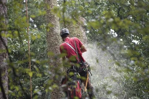 Aborist working at height during tree care Stock Photos