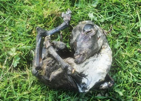 An aborted lamb foetus, UK Stock Photos