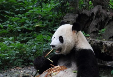 About to bite into bamboo Stock Photos