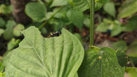 About Caterpillars eats Stock Footage 210171946