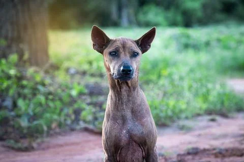 About a dog looking at something with the missing sight Stock Photos