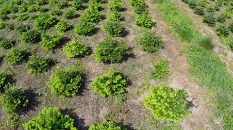 About to land in a small christmas tree Video stock 38690609