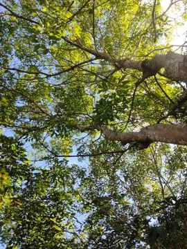 About nature Stock Photos