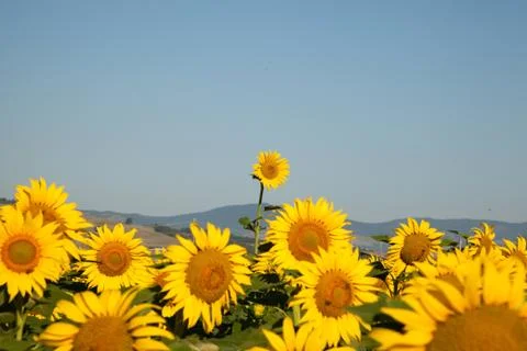 Above all Stock-Fotos