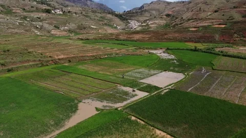 Above and Beyond: Stunning Drone Videos of Rice Fields Stock Footage 254722346