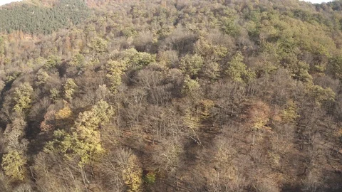 Above the autumn forest Stock Footage 118982780