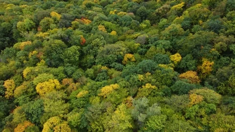 Above the autumn forest Stock Footage 202645883