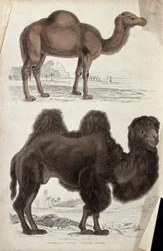 Above, a bactrian camel; below, a dromedary. Coloured etching by W. Warwick.. Stock Illustration