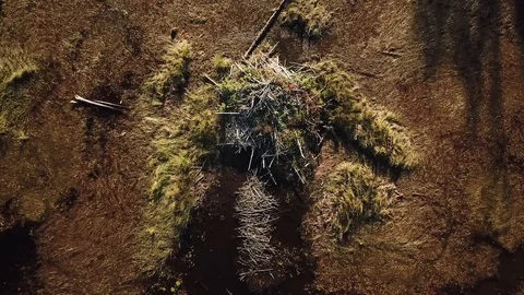 Above beaver lodge Stock Footage 86661461