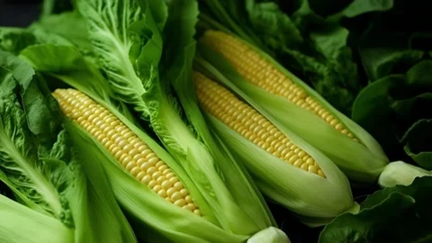 From Above Closeup Green Maize Ears Placed In Green Lettuce Stock Footage 238995747