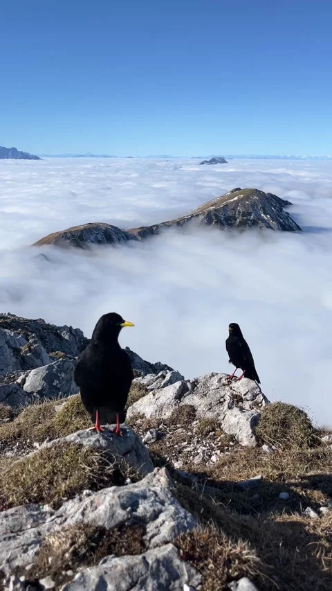 Above the clouds with alpine chough on Mount Stol, Slovenia Stock Footage 335223102