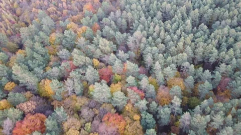Above the colorful forest Stock Footage 163847634