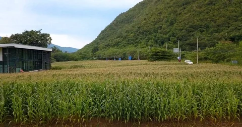 Above corn field slowly moving straight past cars between mountains Stock Footage 108469374