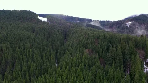 Above the Dense green forest, in the rays of the sun. Bukovel, Ukraine  Stock Footage 202316965