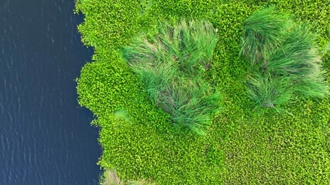 From above, the dense patch of greenery floating on the water. Stock Footage 306727663