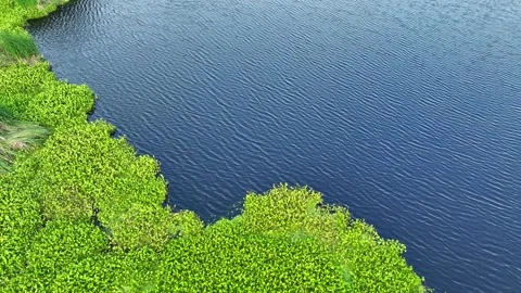 From above, the dense patch of greenery floating on the water. Stock Footage 306736411
