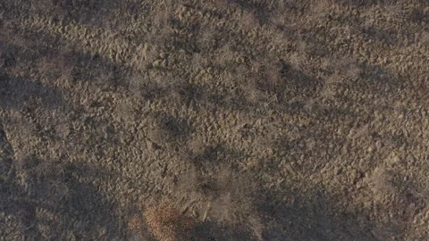 Above the dry trees and grass 4K drone footage Stock Footage 107764927