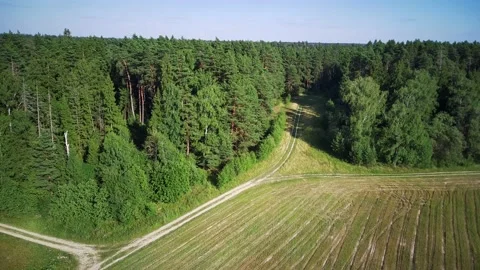 Above the field and forest Video stock 237319330