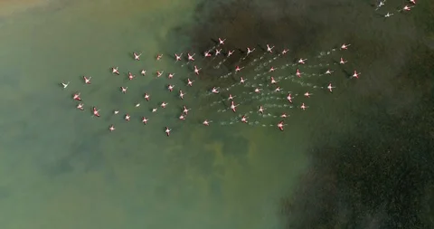 Above Flamingos flying over a lake - flemings Stock Footage