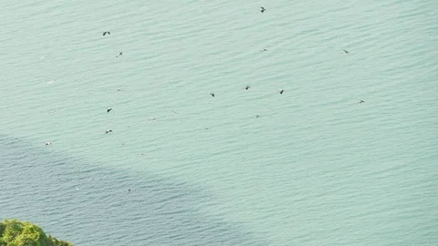From above flock of storks flying against tropical islands. Soaring birds Видео 119888821