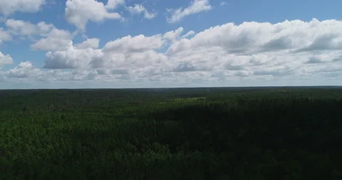 Above the Florida Forrest Stock Footage 149272983