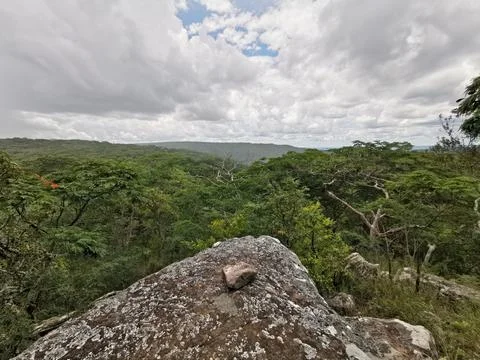 Above The Forest Canopy Stockfoto's