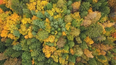 Above Forest. Drone view Stock Footage 105275147