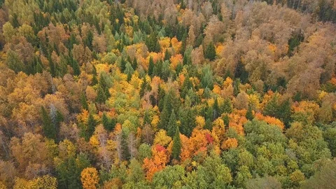 Above Forest. Drone view Stock Footage 105275161
