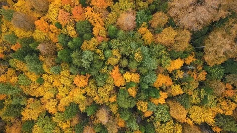 Above Forest. Drone view Stockbeeldmateriaal 105275174