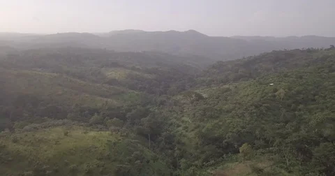 Above Forest Stock Footage 82493313