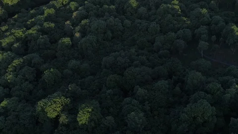 Above forest Stock Footage 85700456