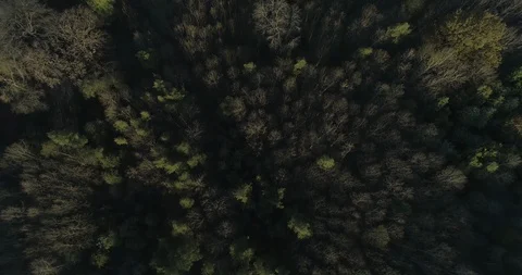 Above a forest Stock Footage 113970975