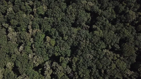 Above the forest Stock Footage 129172048