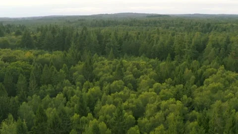 Above the Forest Stock Footage 135542181